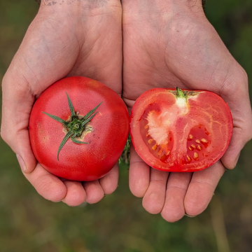 Farm Fresh Tomatoes - Red Round Slicer - Locally Grown in Ladd, Illinois - Best Sellers