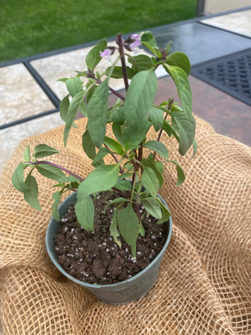 Farm Fresh Plant Starts - Thai Basil - Locally Grown in Ladd, Illinois - Plant Starts