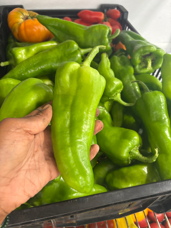 Farm Fresh Peppers - Poblano - Locally Grown in Ladd, Illinois - Vegetables