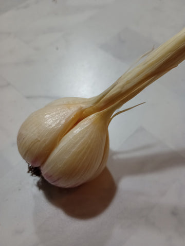 Farm Fresh Garlic - Hard Neck Porcelain 1/4# - Locally Grown in Ladd, Illinois - Vegetables
