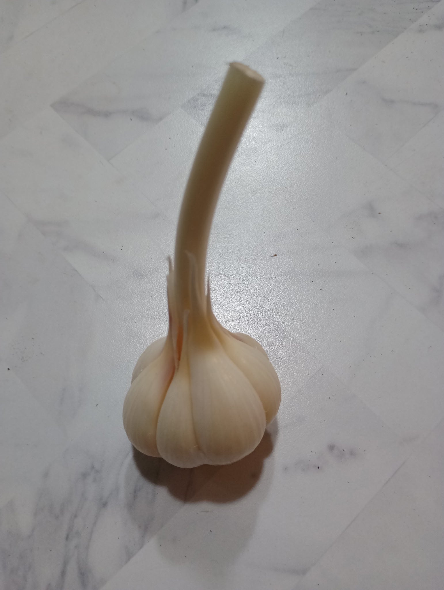 Garlic - Hard Neck Standard 1/4#