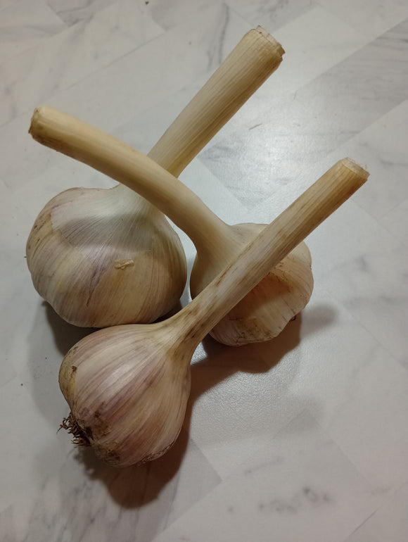 Garlic - Hard Neck Standard 1/4#