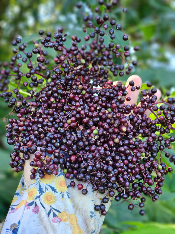 Farm Fresh Elderberry Heads - Locally Grown in Ladd, Illinois - Fruit