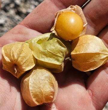 Farm Fresh Ground Cherries - Locally Grown in Ladd, Illinois - Fruit