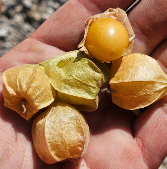 Farm Fresh Ground Cherries - Locally Grown in Ladd, Illinois - Fruit
