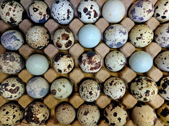 Eggs- Quail - 2 dozen