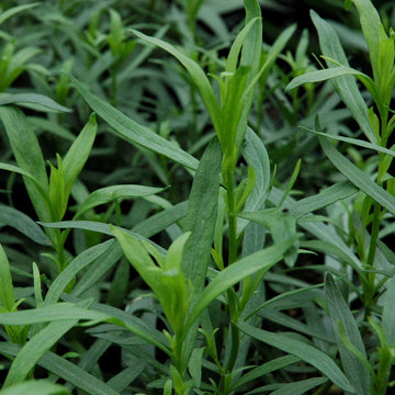Farm Fresh Tarragon - French - Locally Grown in Ladd, Illinois - Herbs