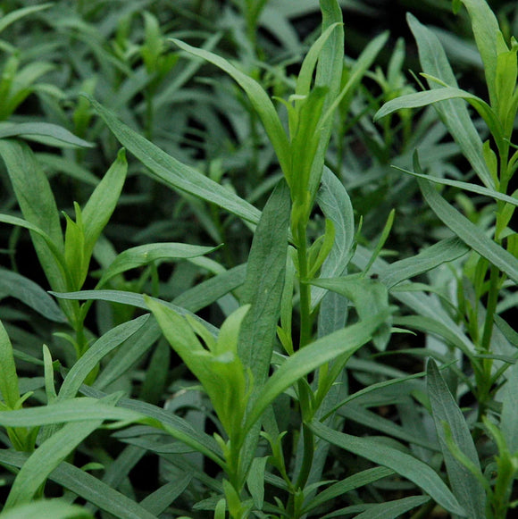 Farm Fresh Tarragon - French - Locally Grown in Ladd, Illinois - Herbs