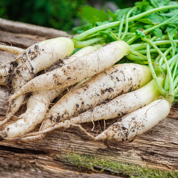 Farm Fresh Radish - White Icicle - Locally Grown in Ladd, Illinois - Vegetables