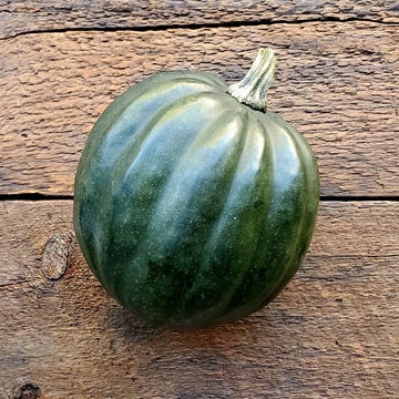 Squash - acorn