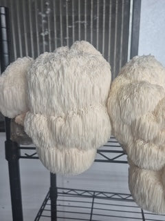 Mushroom- Bear's Head - 1/4#