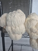 Mushroom- Bear's Head - 1/4#-2