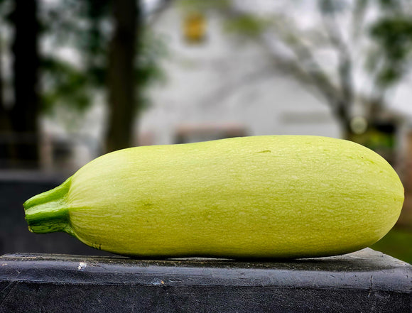 Zucchini - Bianco