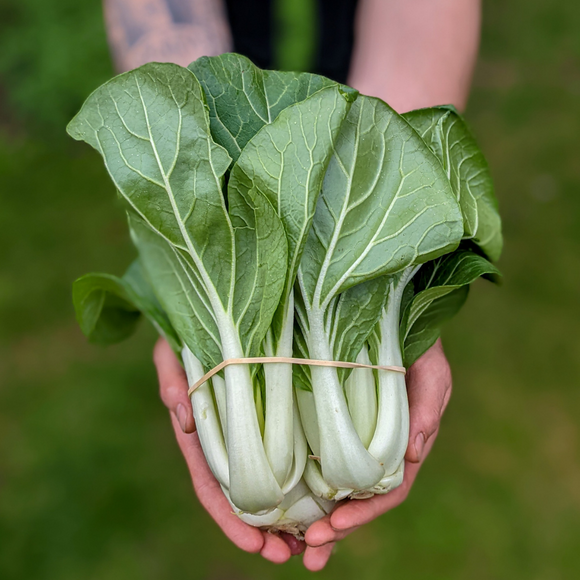 Farm Fresh Bok Choi - Locally Grown in Ladd, Illinois - Vegetables