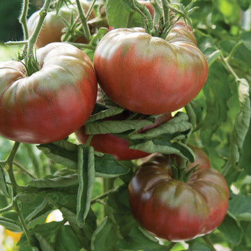 Tomatoes - Heirloom Mix (Cherokee purple, black krim, lemon boy)