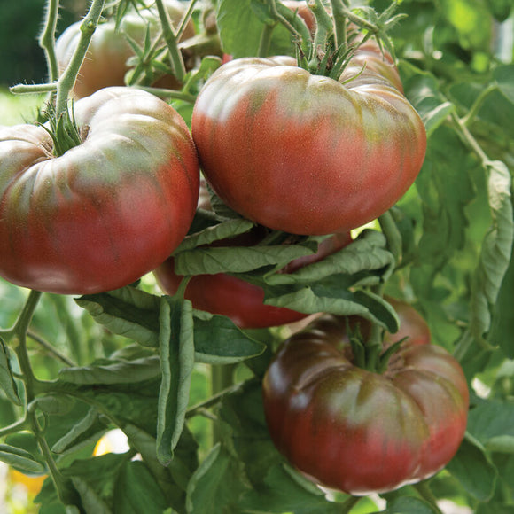 Tomatoes - Heirloom Mix (Cherokee purple, black krim, lemon boy)