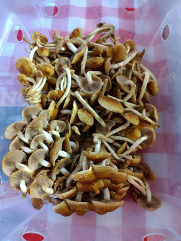 Farm Fresh Mushroom- Chestnuts - 1/4# - Locally Grown in Ladd, Illinois - Mushrooms