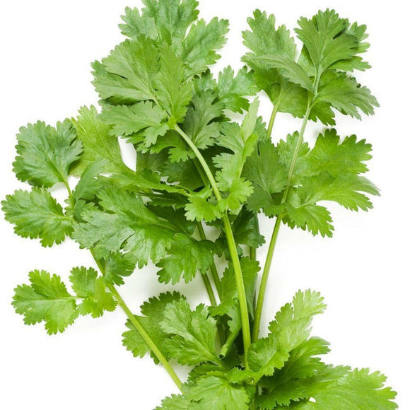 Cilantro