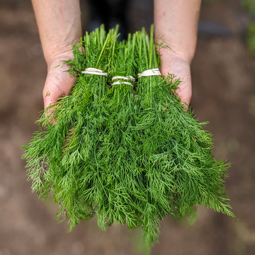 Farm Fresh Dill - Locally Grown in Ladd, Illinois - Herbs