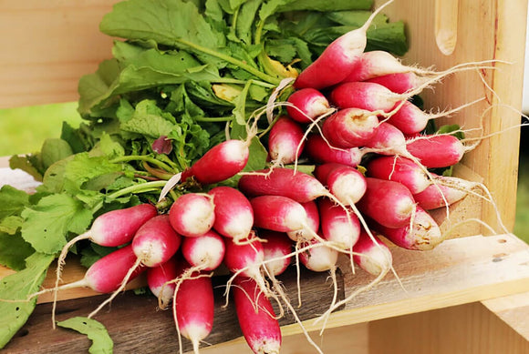Farm Fresh Radish - French Breakfast - Locally Grown in Ladd, Illinois - Vegetables