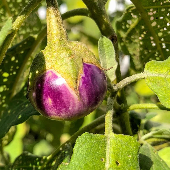 Eggplant - Frog egg