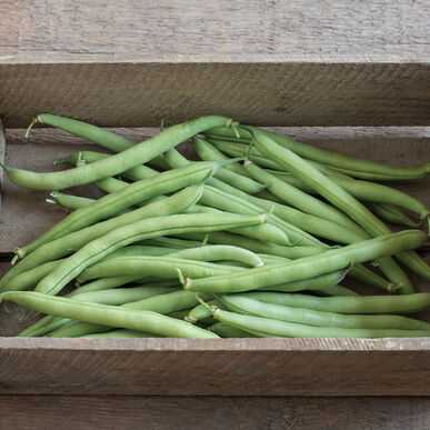 Farm Fresh Green Beans - 8 oz - Locally Grown in Ladd, Illinois - Vegetables