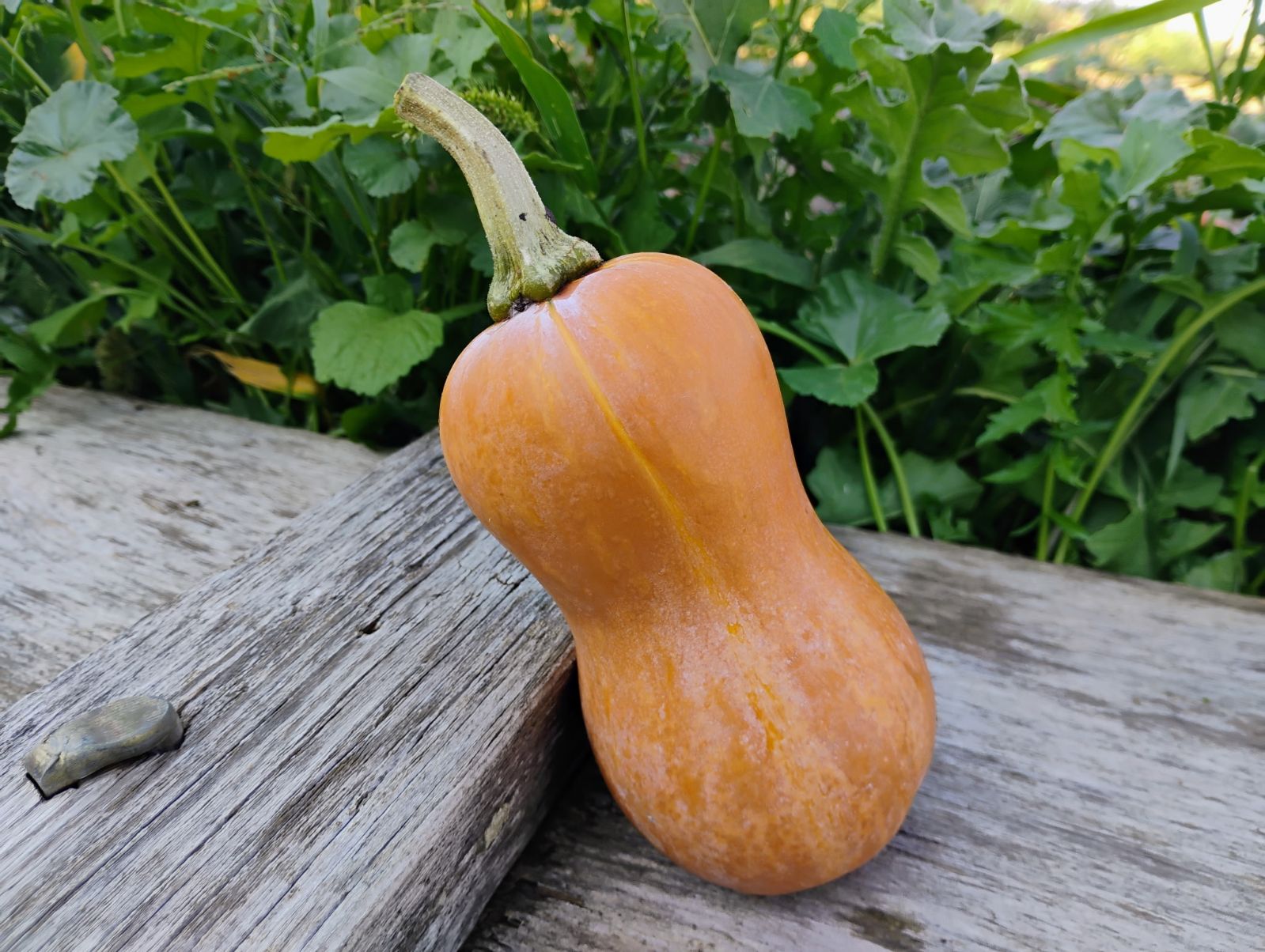 Squash - Honeynut