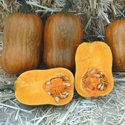 Squash - Honeynut