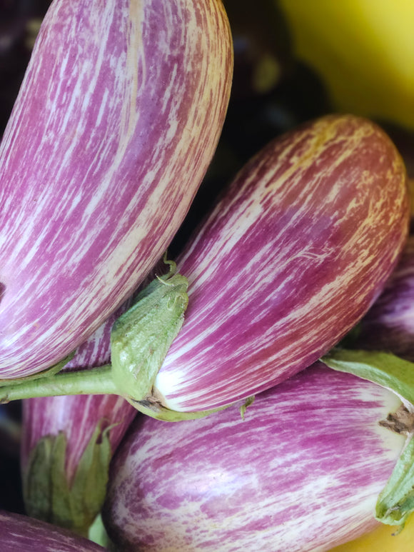 Eggplant - Listada