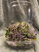 Microgreens-6