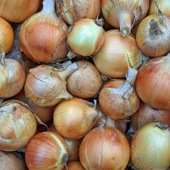 Onions - Yellow