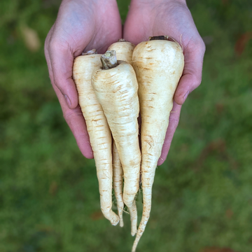 Parsnips - 1#
