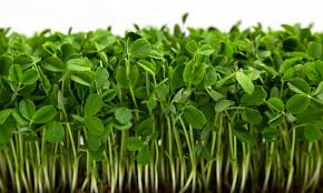 Microgreens