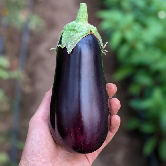 Eggplant- Italian