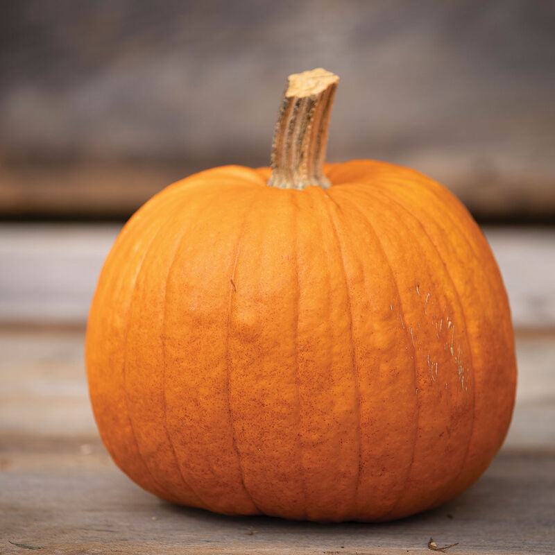 Pumpkins - Pie
