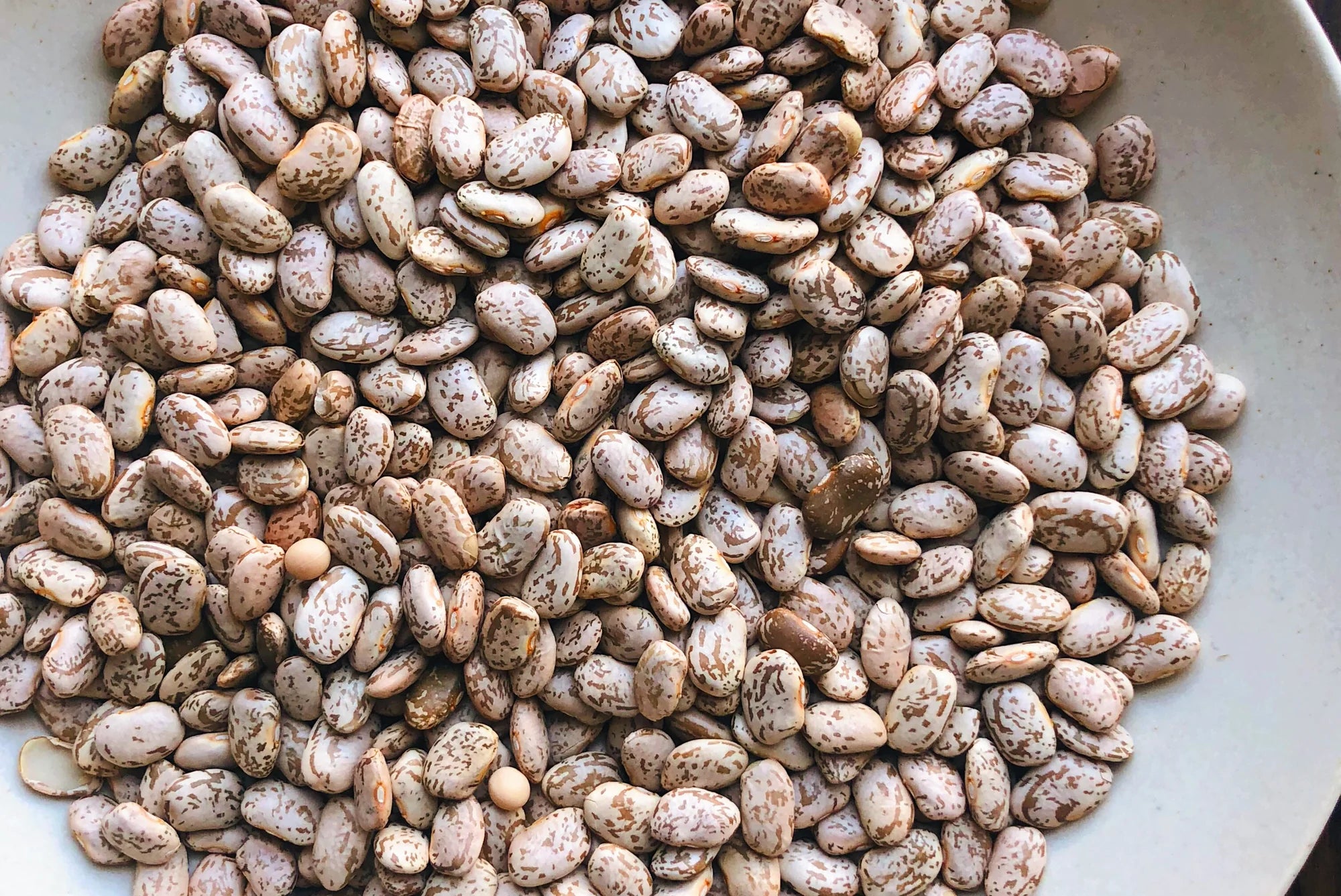 Organic Dry Beans
