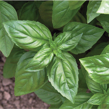Plant Starts - Basil
