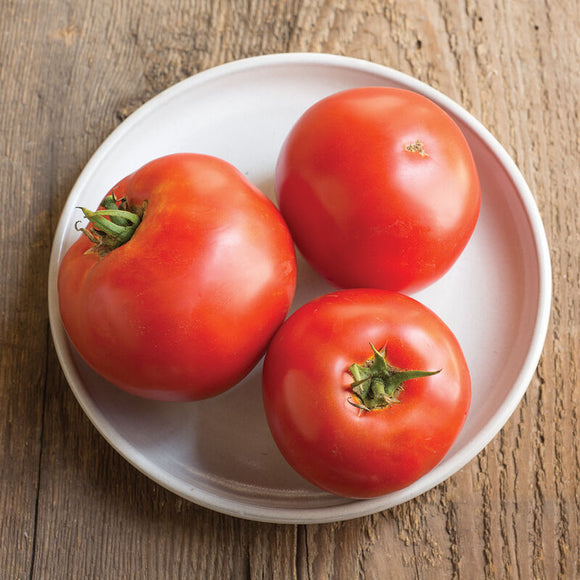 Farm Fresh Plant Starts - Slicer Tomatoes - Locally Grown in Ladd, Illinois - Plant Starts