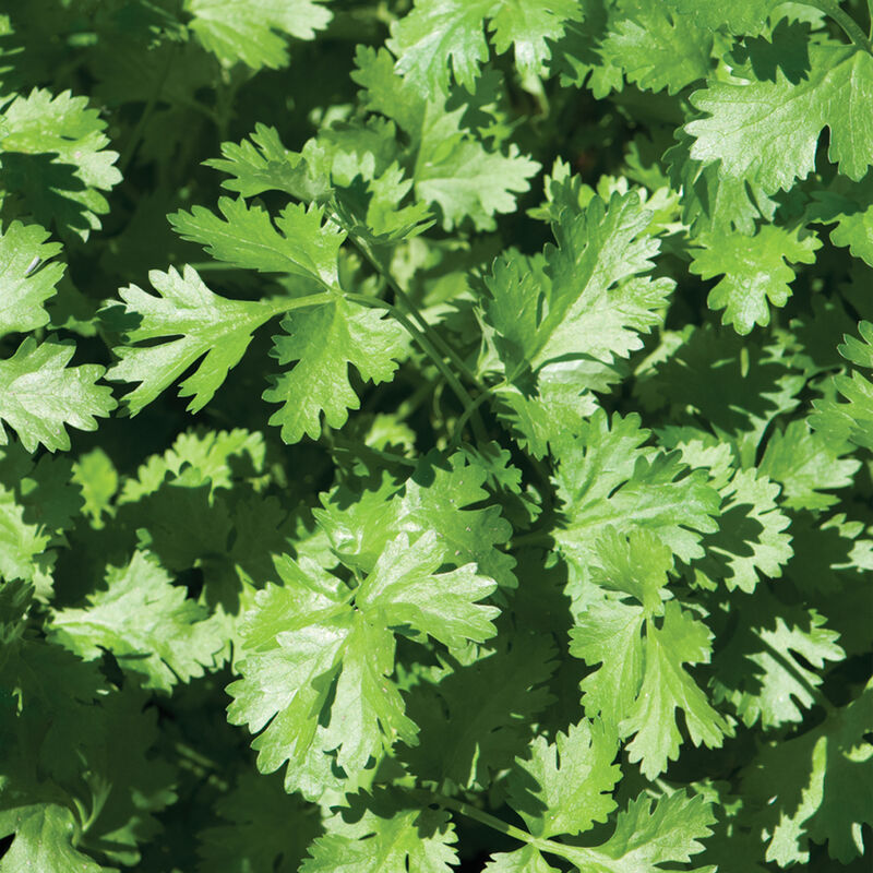 Plant Starts - Cilantro