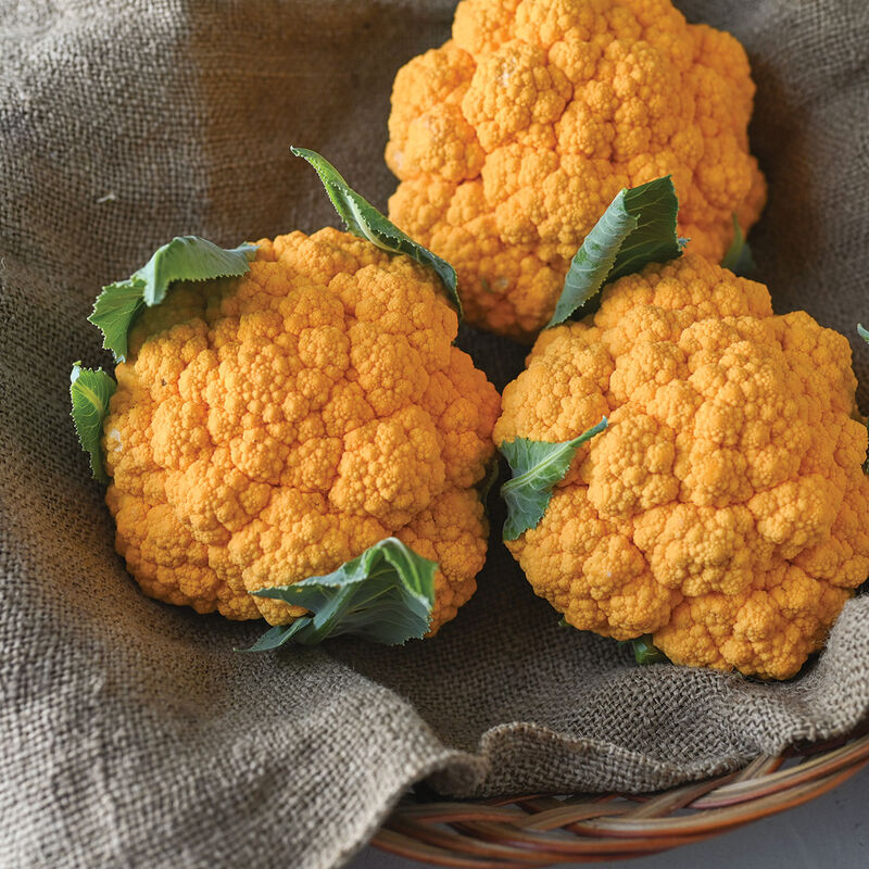 Plant Starts - Clementine Cauliflower (Orange)