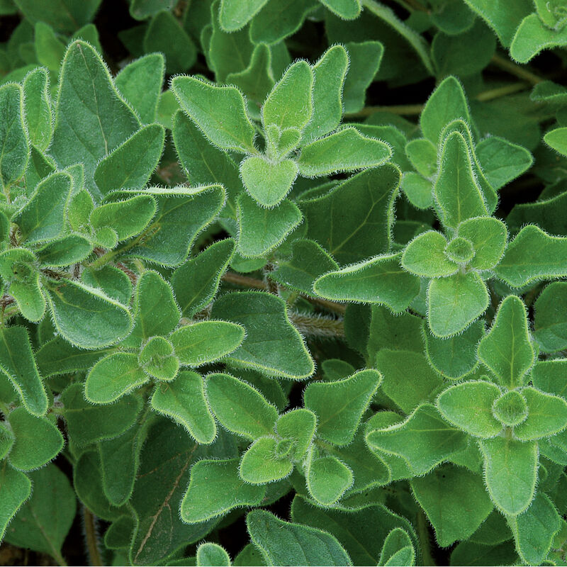 Plant Starts - Oregano