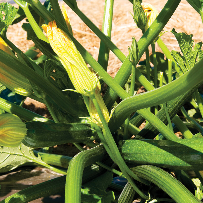 Plant Starts - Spineless Zucchini