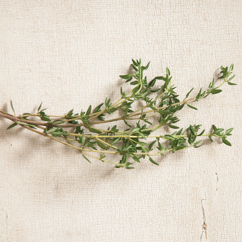 Plant Starts - Thyme