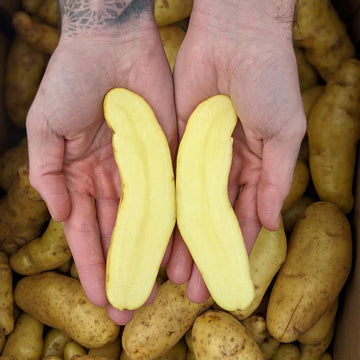 Farm Fresh Potatoes - Fingerlings - Locally Grown in Ladd, Illinois - Vegetables