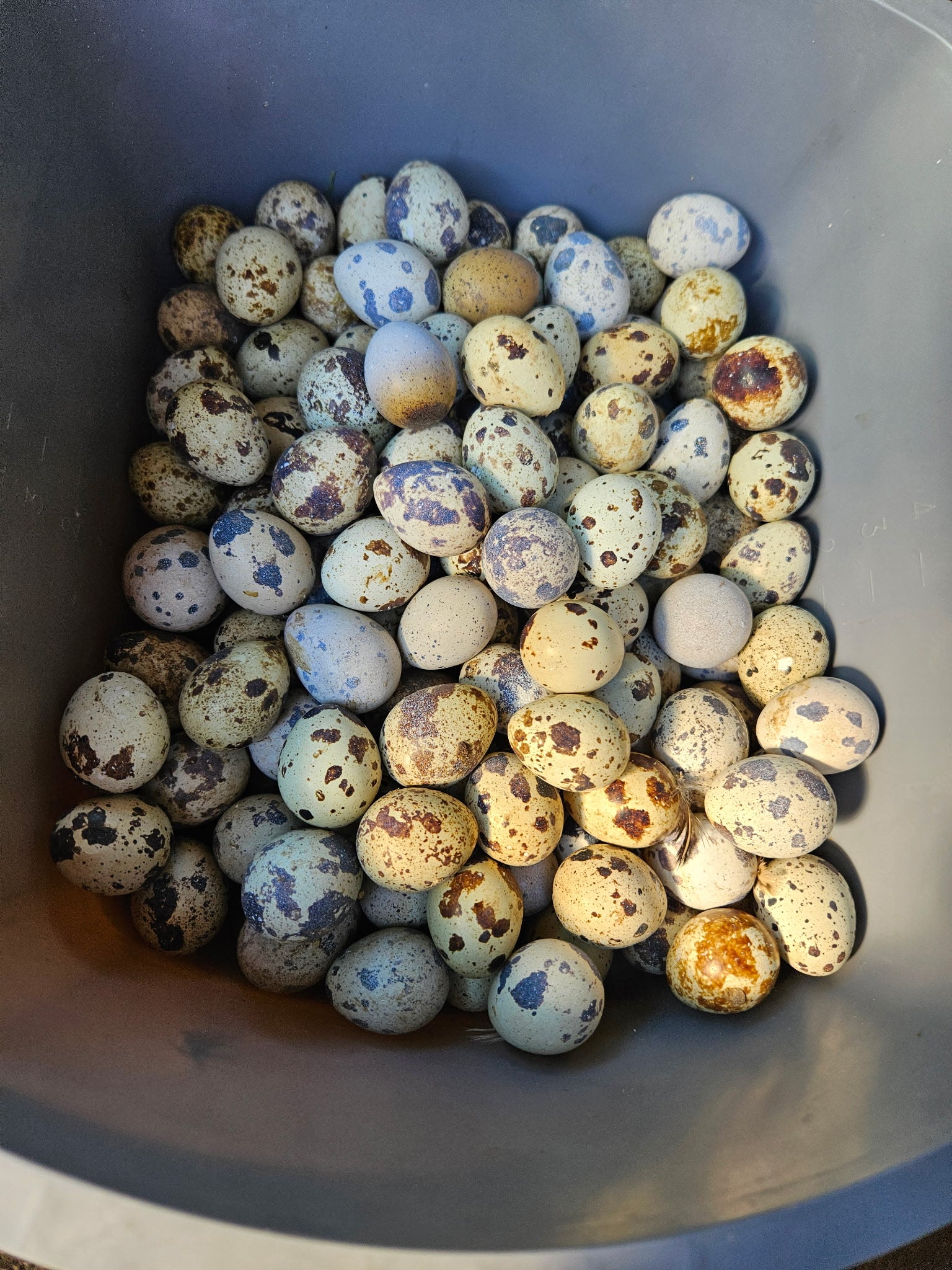 Eggs- Quail - 2 dozen