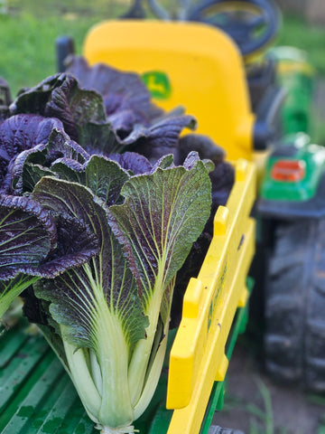 Cabbage - Napa - Red Dragon