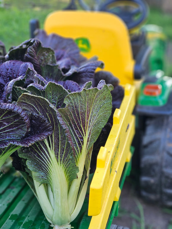 Cabbage - Napa - Red Dragon