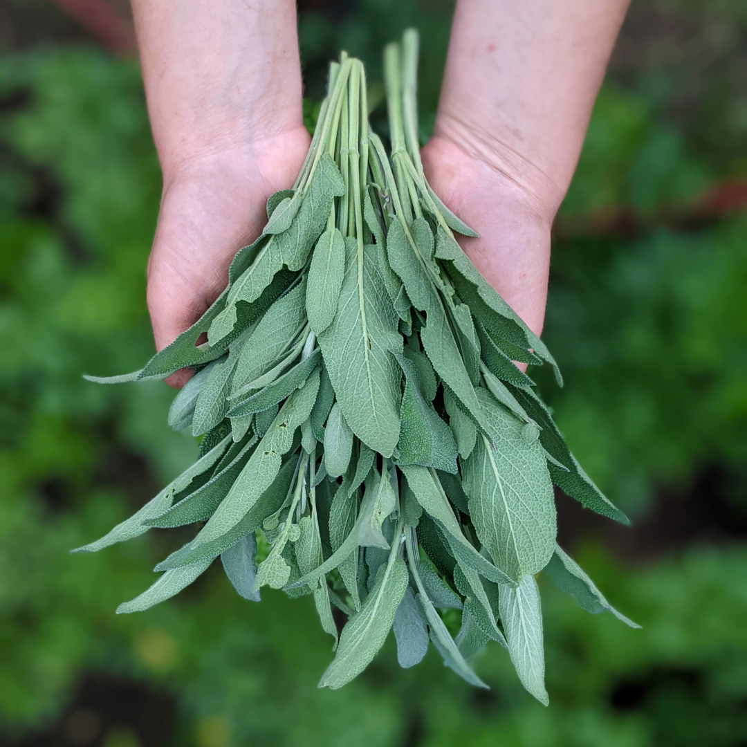 Sage