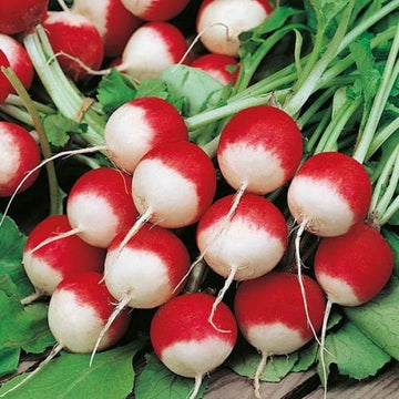 Radish - Sparkler