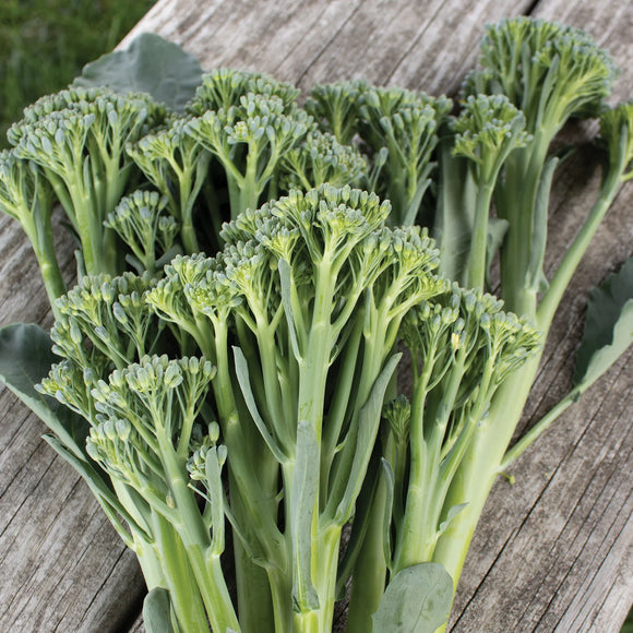 Sprouting Broccoli